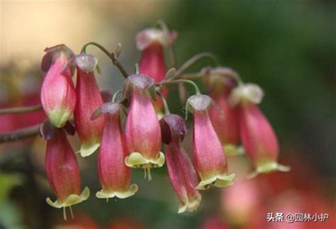 燈籠花種類|這五種「燈籠花」，好看又好養，不養一盆虧大了